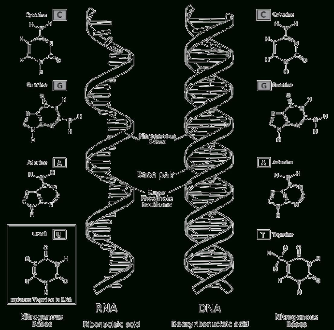 dna-and-rna-structure-worksheet-answer-key-db-excel