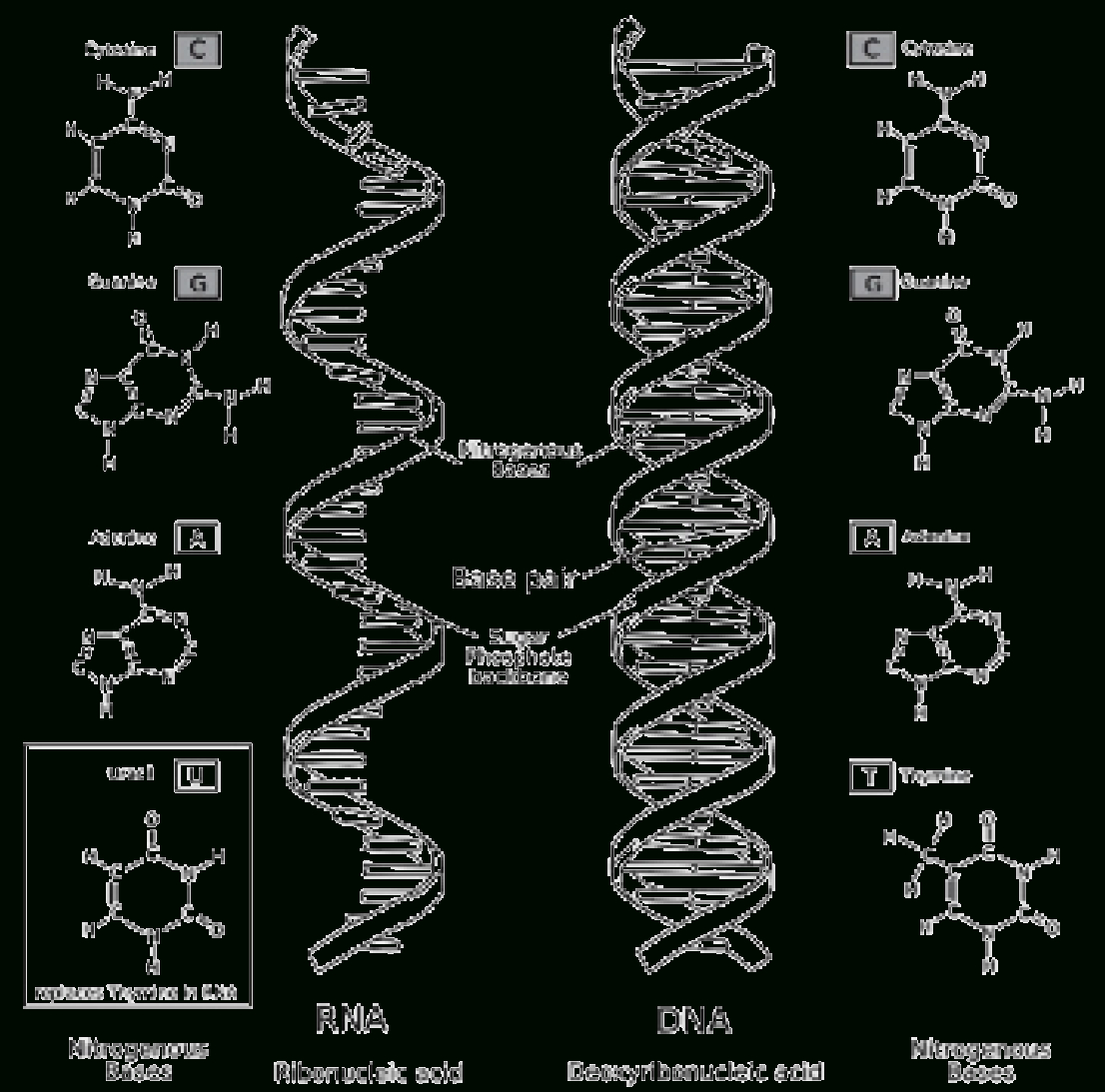 Dna And Rna Structure Worksheet Answer Key Db excel