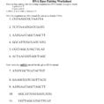 Dna Base Pairing Worksheet 1 Cgtaataatta 2