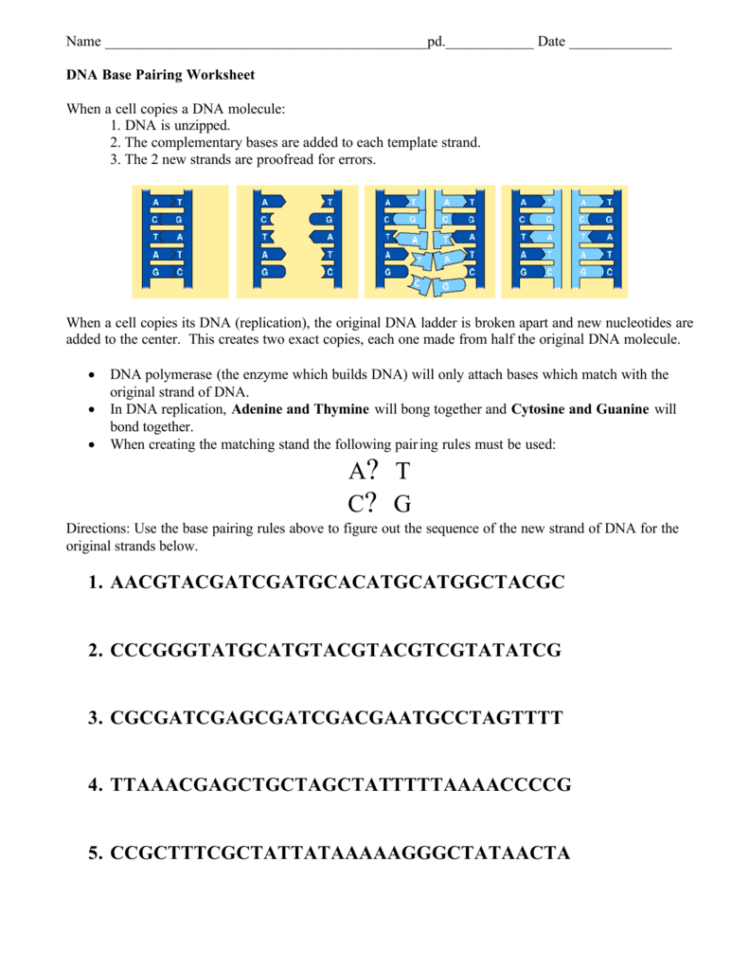 Dna Base Pairing Worksheet Answers