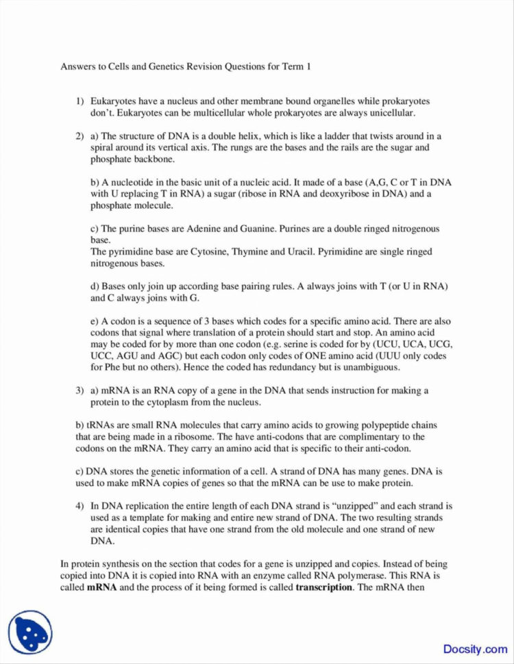Dna Base Pairing Worksheet Answer Sheet