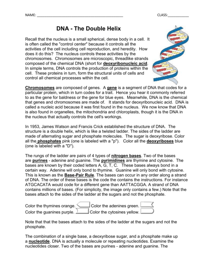 Dna The Double Helix Worksheet Answers db excel com