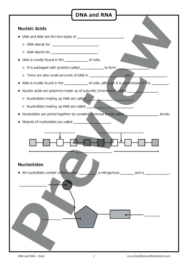 Dna The Double Helix Coloring Worksheet