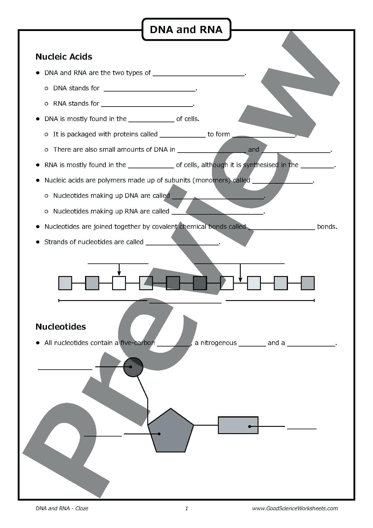 Dna Double Helix Worksheet Coloring Answers