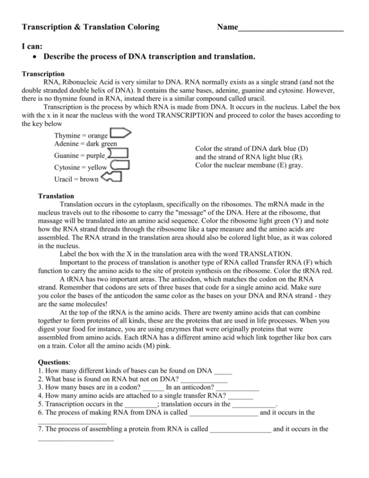 Dna Coloring  Transcription  Translation