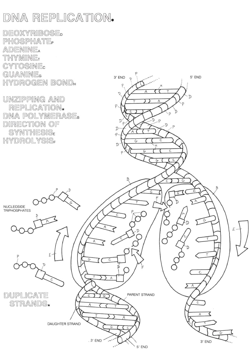Dna Coloring Worksheet  Stay At Hand