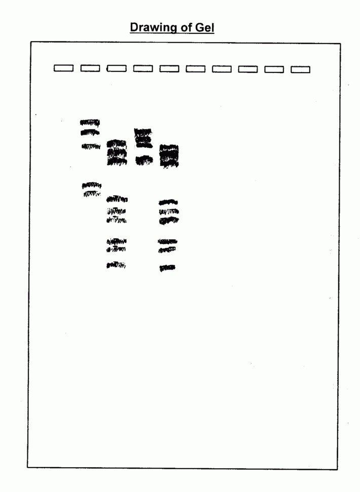 Dna Fingerprint Worksheet  Kutshet