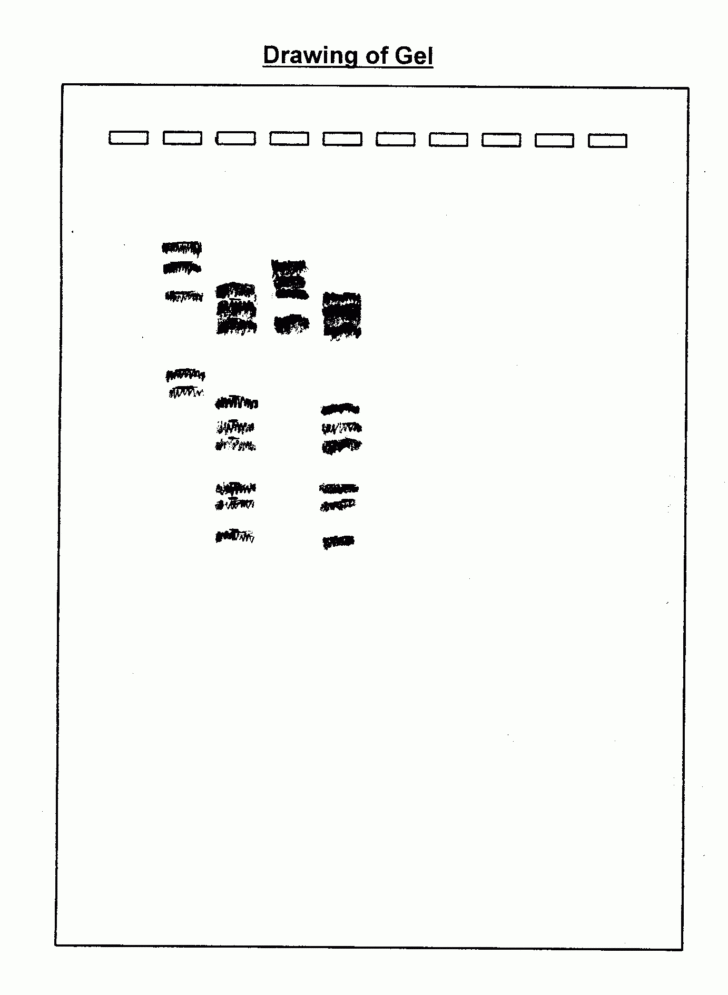 Dna Fingerprinting Worksheet Answer Key