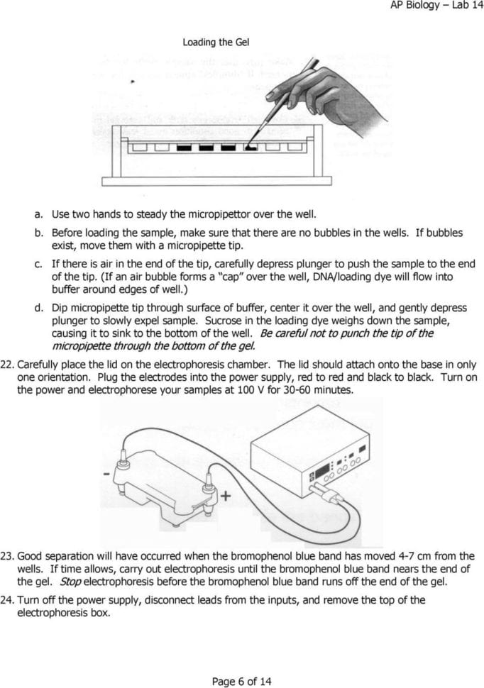 Dna Fingerprinting And Paternity Worksheet Answer Key