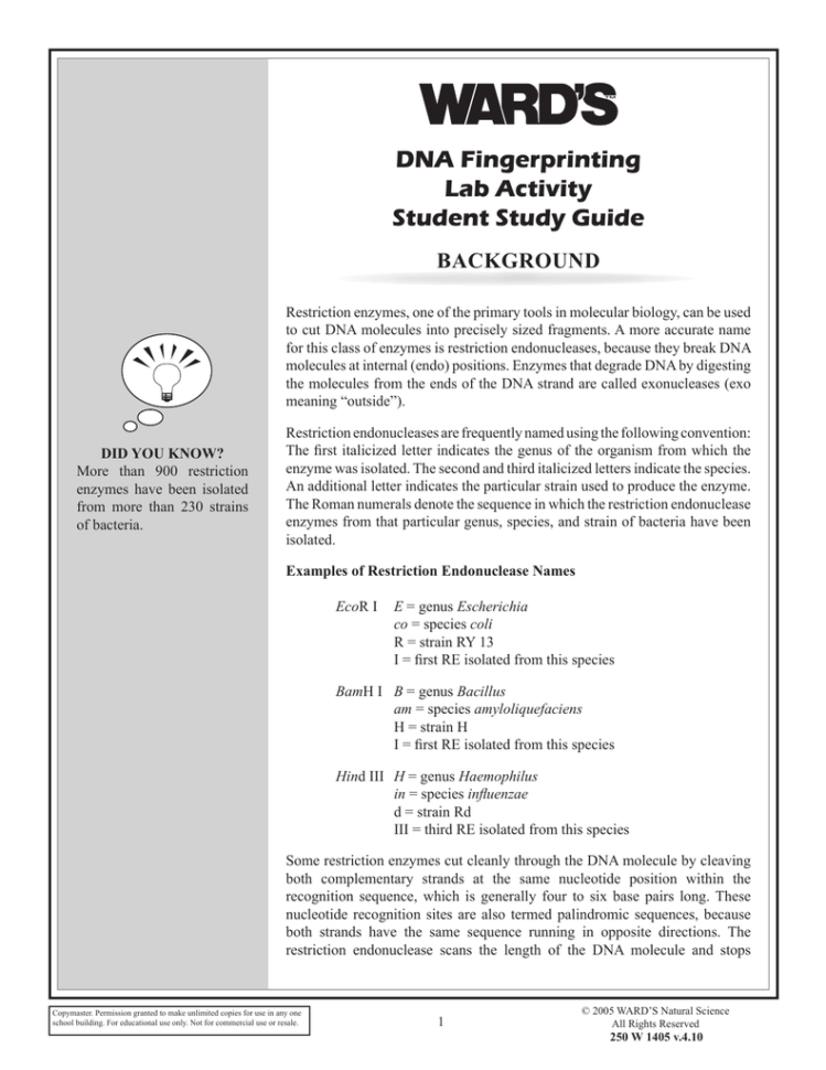 Dna Fingerprinting Lab Activity Student Study Guide Background