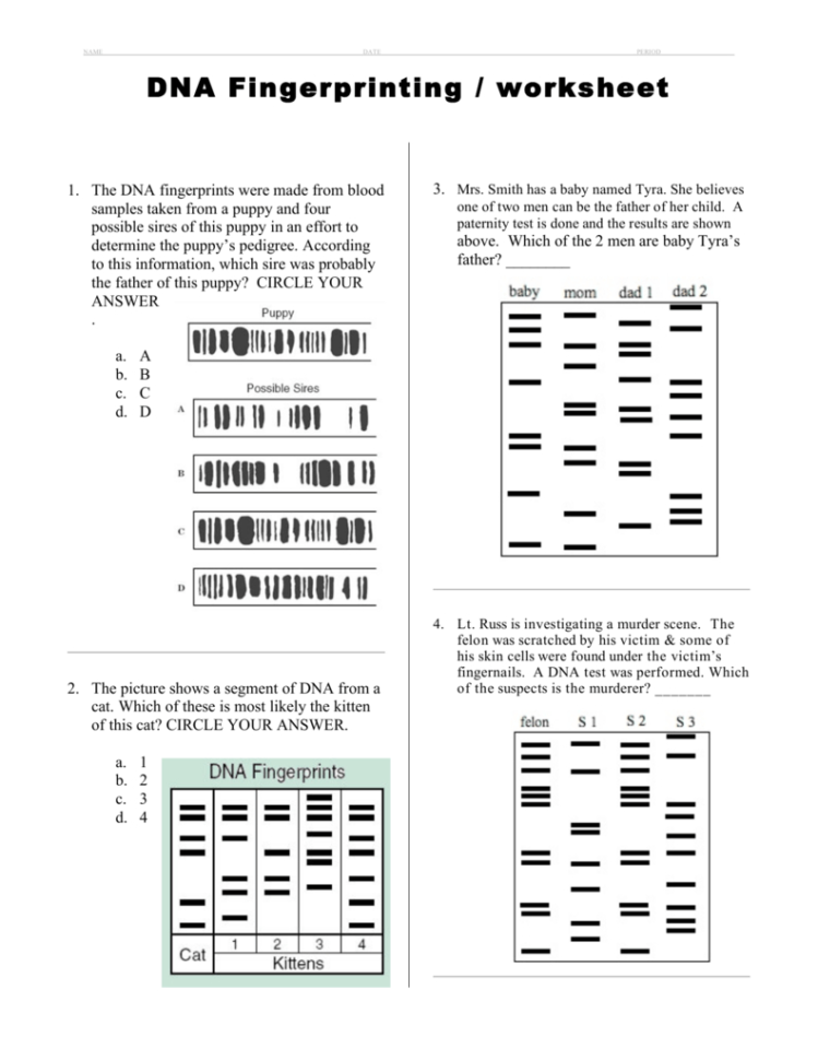 Dna Fingerprinting  Worksheet