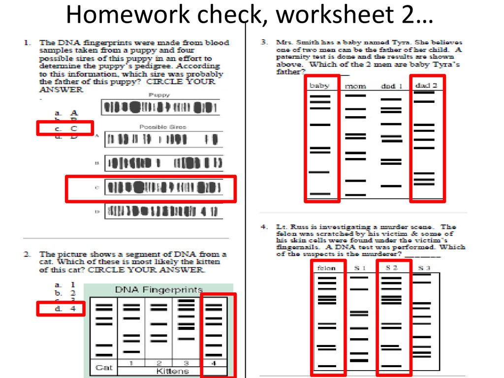 Dna Fingerprinting Worksheet Answer Key Db excel