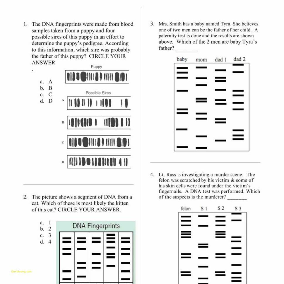Dna Fingerprinting Worksheet  Trafficfunnlr