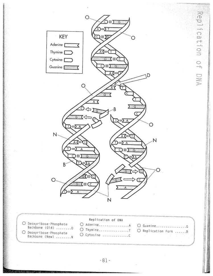 Dna Helix Drawing At Paintingvalley  Explore Collection