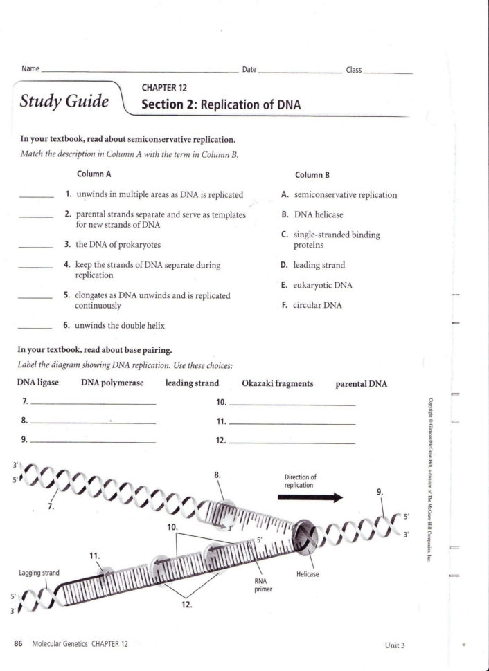 Dna Mutations Practice Worksheet