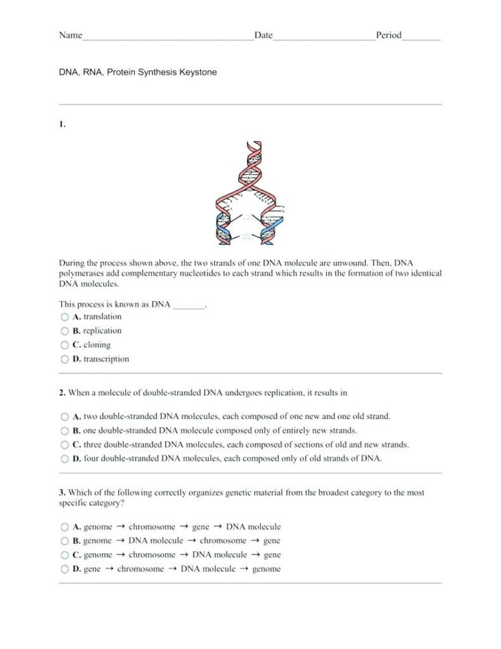 Transcription And Translation Practice Worksheet Answer Key