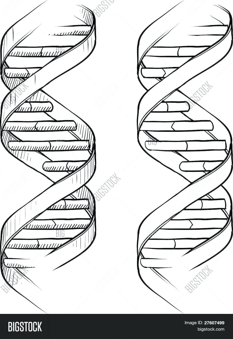 Dna The Double Helix Coloring Worksheet Answers Db excel