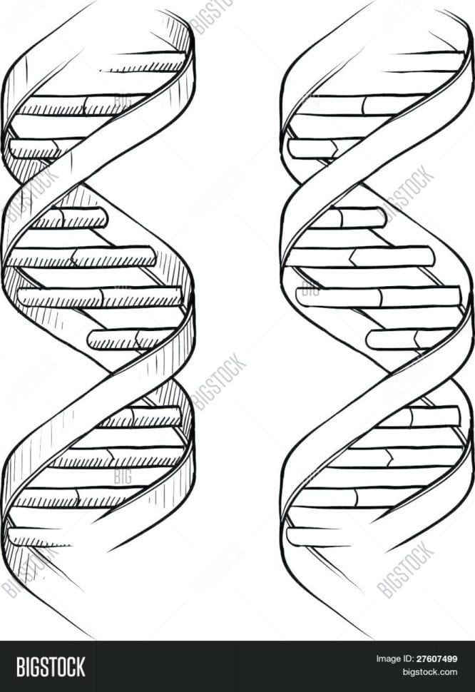 Dna Nucleotide Coloring Worksheet – Deucesheetco