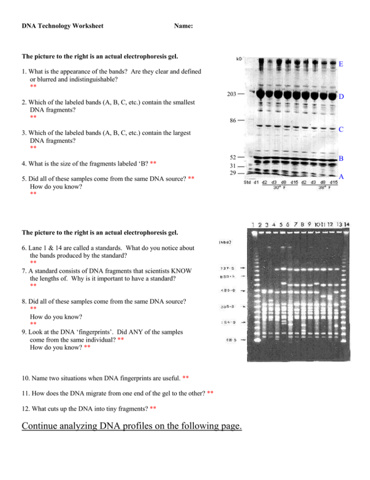Dna Profiles  Fingerprinting Worksheet
