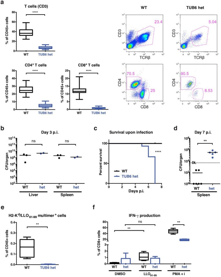 Dna Profiling Using Strs Worksheet Answers
