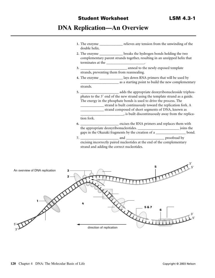 Dna Replication—An Overview