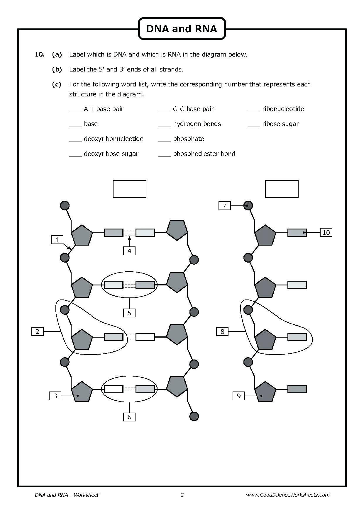 Dna Structure And Replication Worksheet | db-excel.com