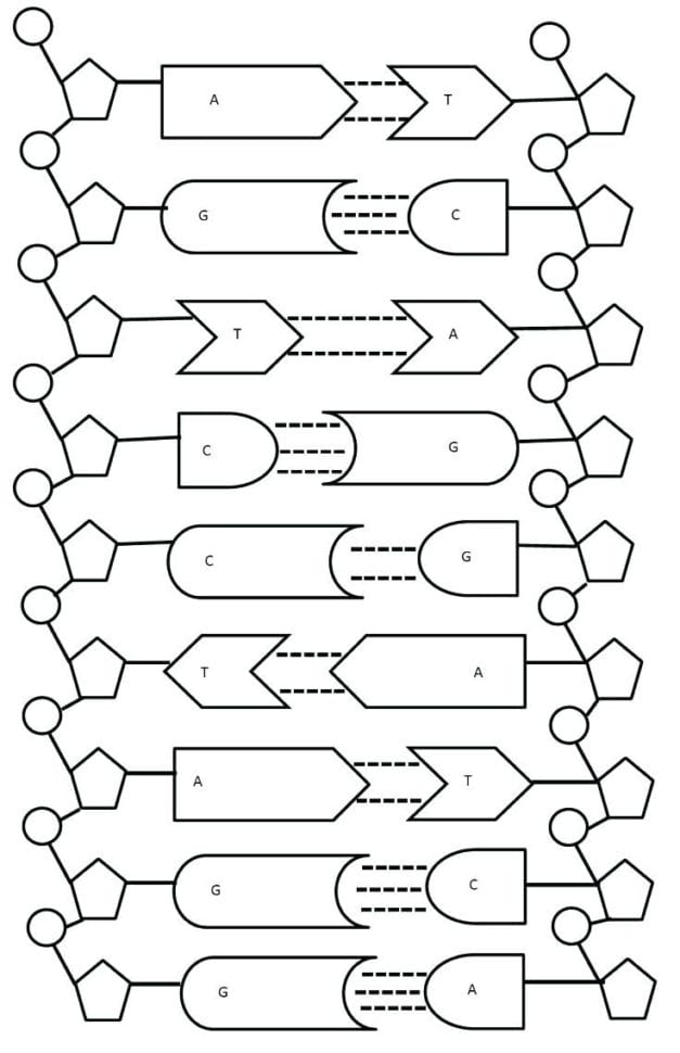 Dna Replication Coloring Key – Hitcolorco