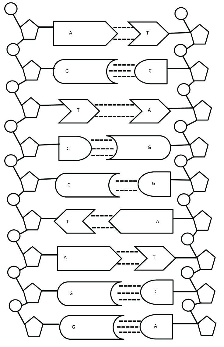 Dna Replication Coloring Key Hitcolorco Db excel