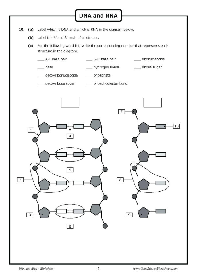 Dna Replication Coloring Key – Hitcolorco
