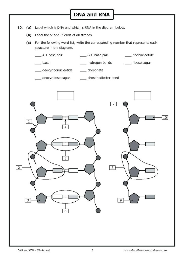 Dna Structure And Replication Worksheet Answers