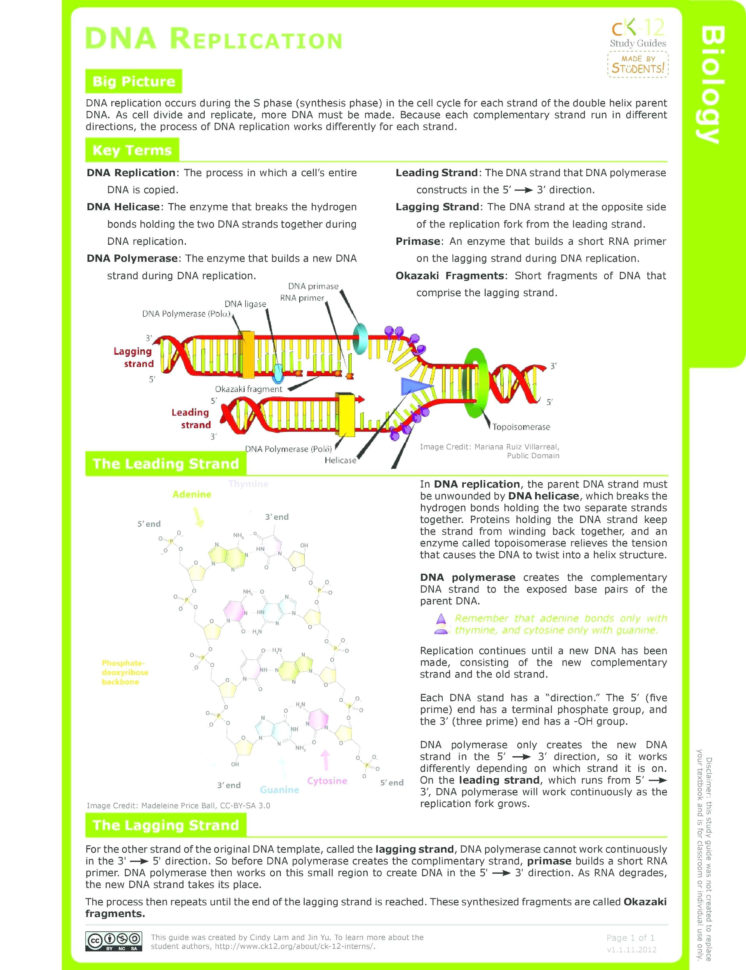 Dna Replication Coloring Key – Hitcolorco