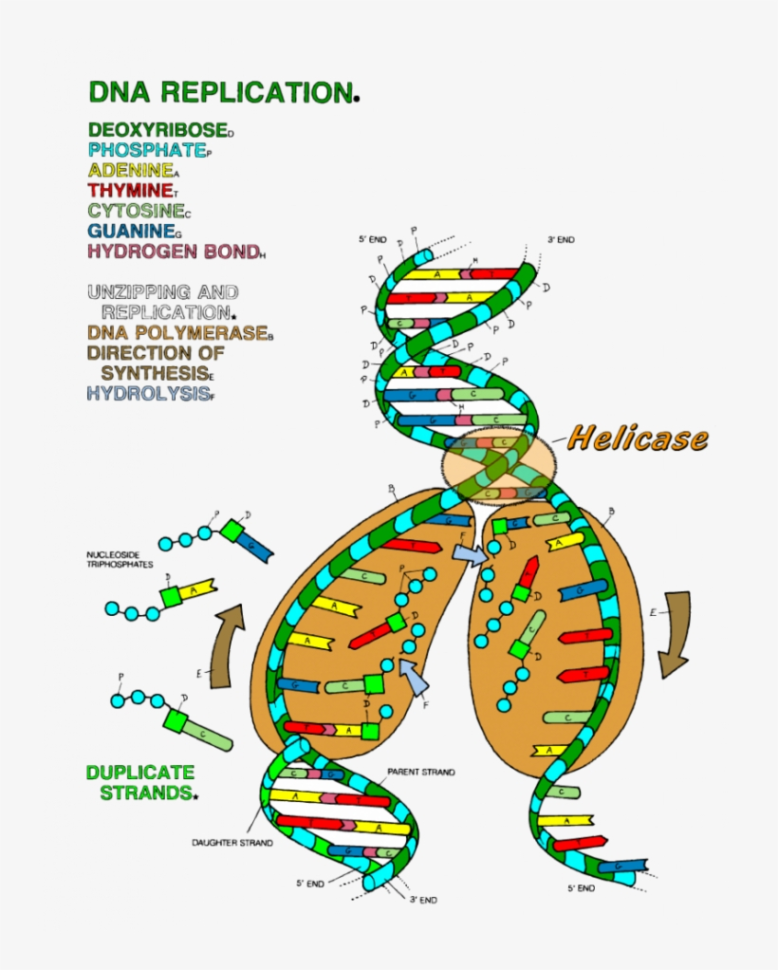 Dna Replication Coloring Key Worksheet Ideas 19 Dna  Dna