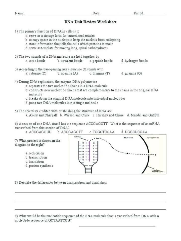 Dna Replication Coloring Sheet – Quorumsheetco