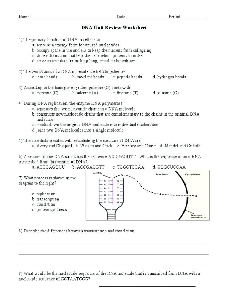 Dna Molecule And Replication Worksheet Answers Db excel