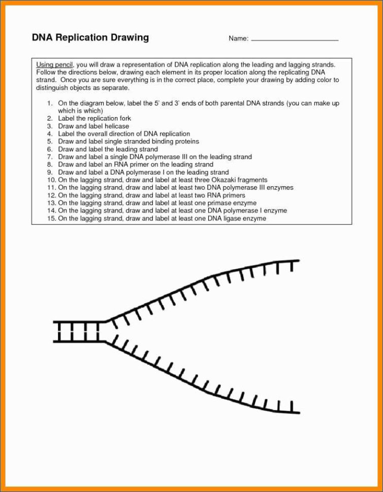 Dna Replication Drawing At Paintingvalley  Explore