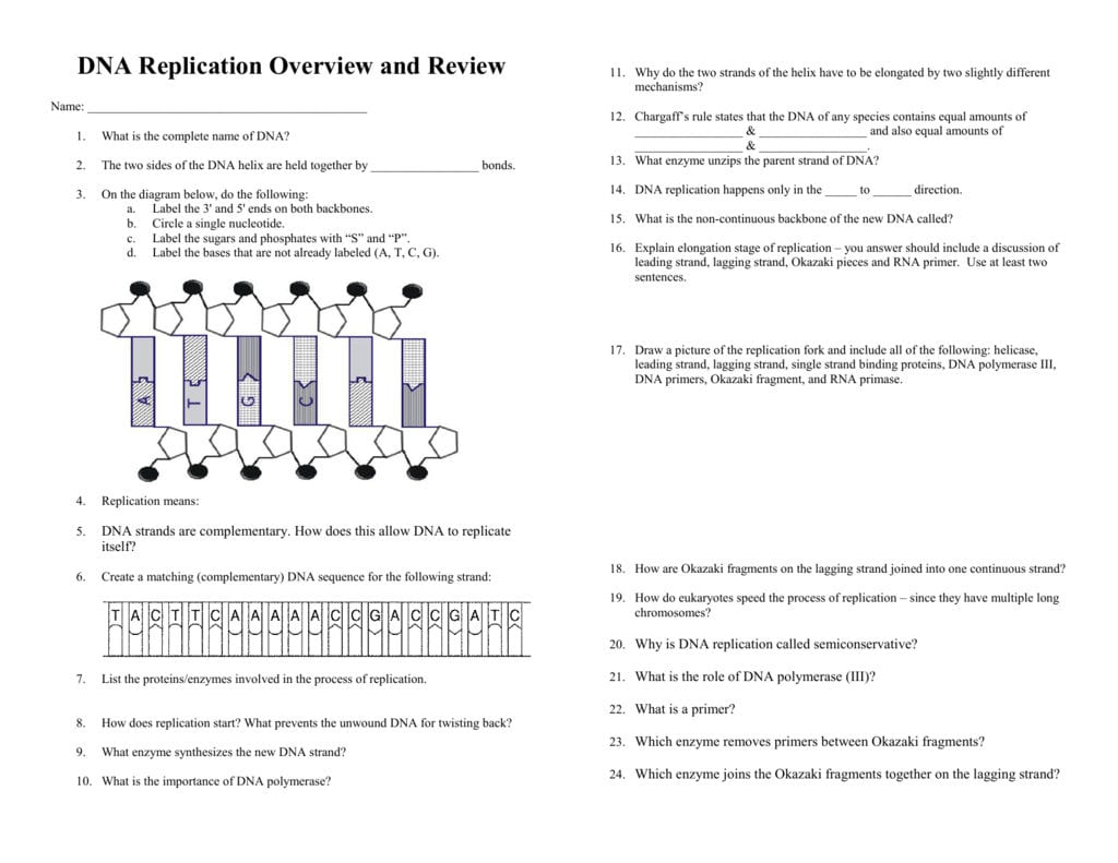 Dna Replication Overview And Review