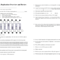 Dna Replication Overview And Review