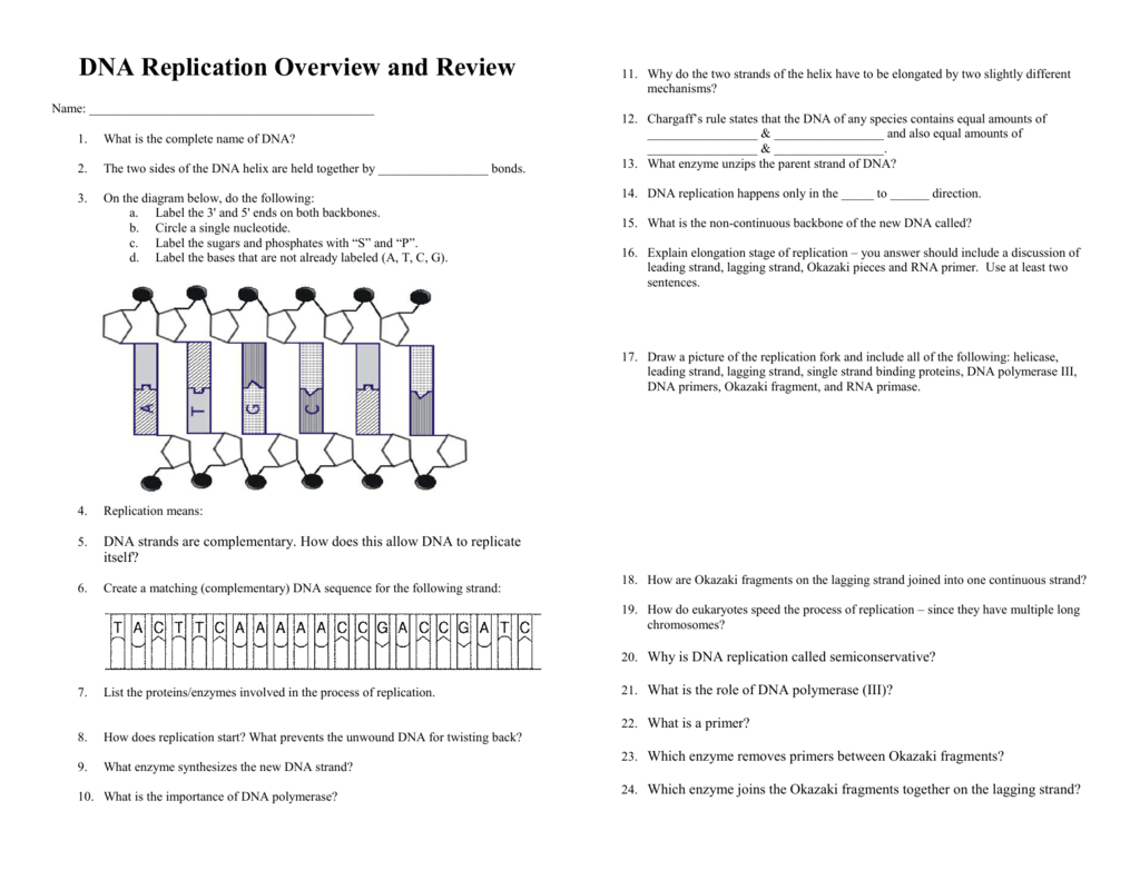 Dna Structure And Replication Review Worksheet — db-excel.com