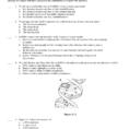 Dna Replication Practice Test Answer Section