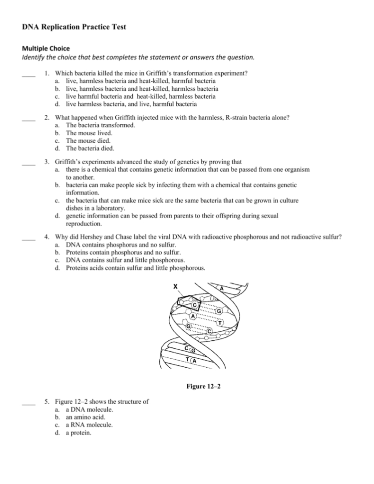 Dna Replication Practice Test Answer Section