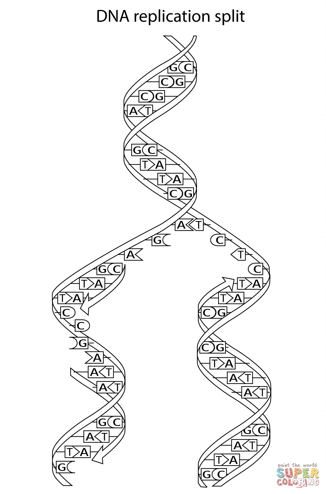 Dna Replication Coloring Worksheet Answer