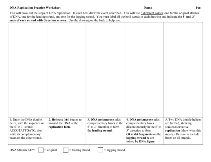 Dna Replication Worksheet Answer Key
