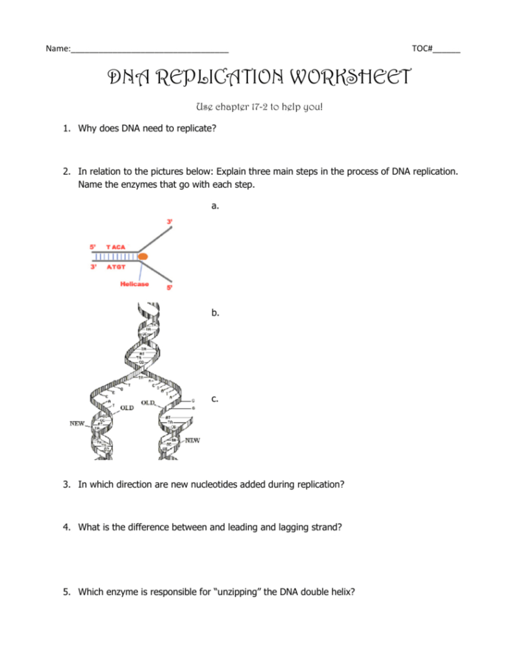 Dna Replication Worksheet