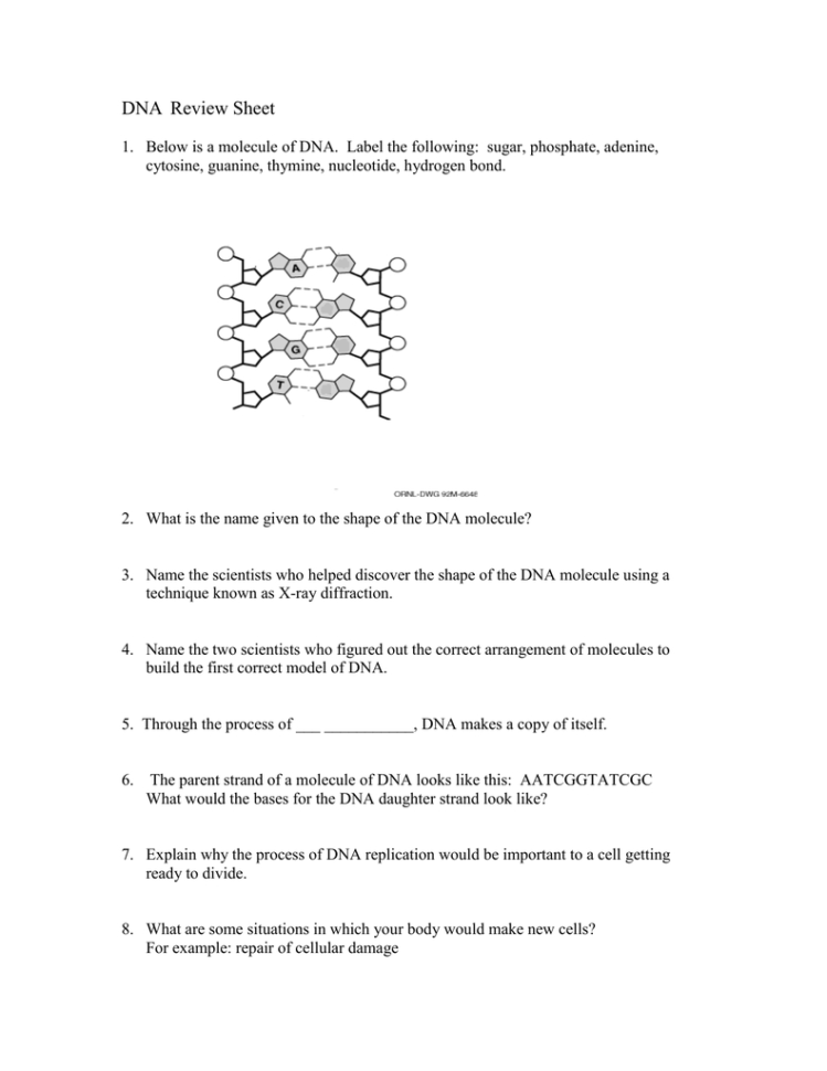 Dna Review Sheet