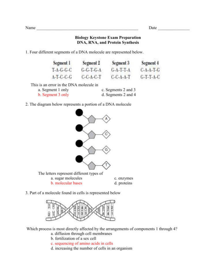 Dna Rna And Protein Synthesis With Answers