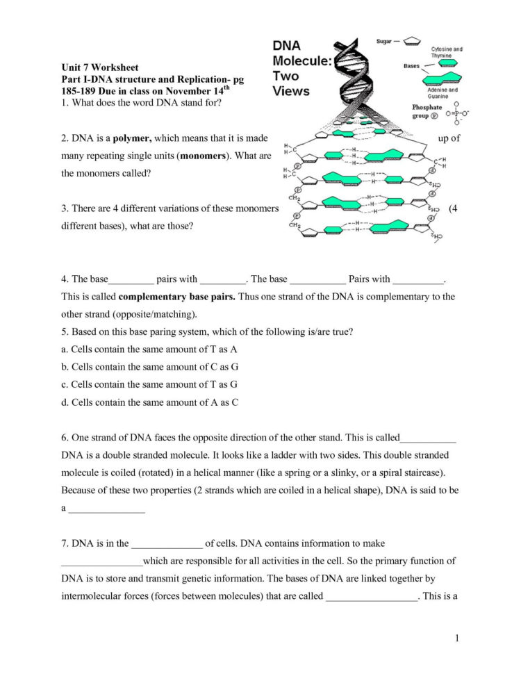 Dna Rna And Protein Synthesis Worksheet Answer Key