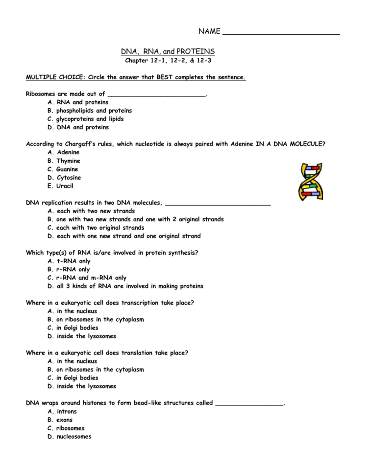 Dna Rna And Proteins Worksheet