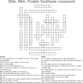 Dna Rna Protein Synthesis Crossword  Word