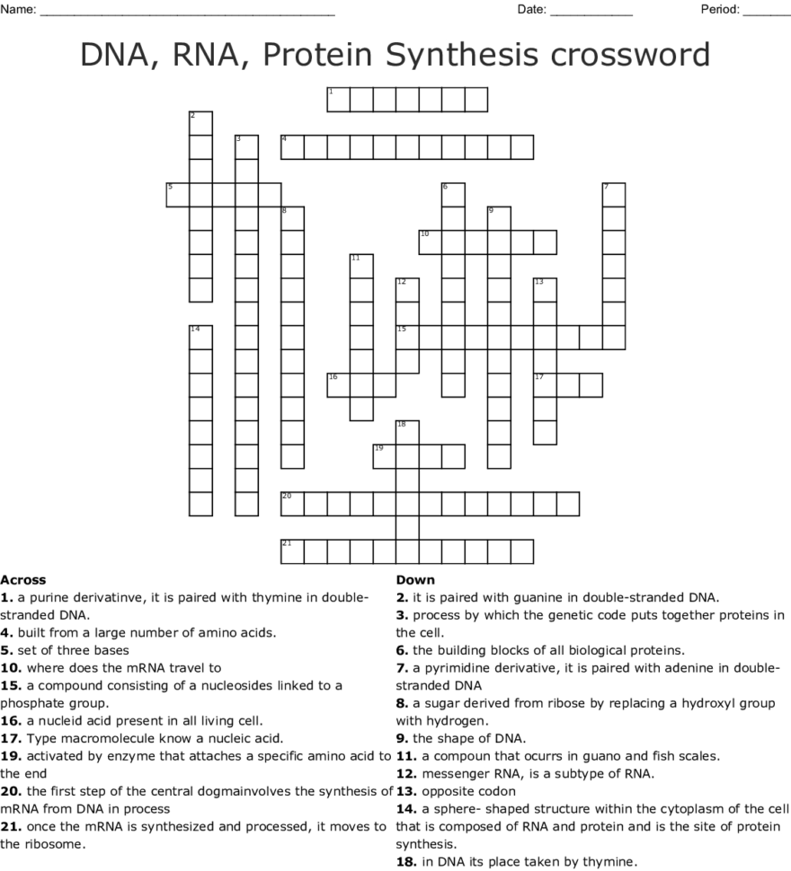 Dna Rna Protein Synthesis Crossword  Word