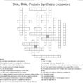 Dna Rna Protein Synthesis Crossword  Word
